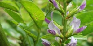 Licorice Extract (glabridin 98%)-  White Coloured Powder