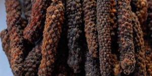 Piper Longum Extract