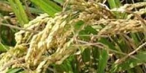 Policosanol ( 1-octacosanol 60% ) - Cardiovascular Health