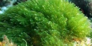 Spirulina - Nutrient