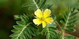 Tribulus Terrestris Extract  - Sports Nutrition