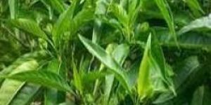 Vasaka Extract (adhatoda Vasica) - Respiratory Support