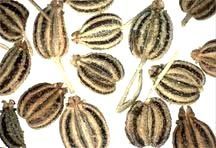 Carom Seeds