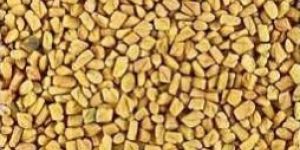 Fenugreek Seeds