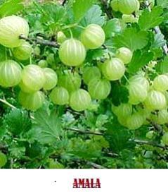 Fresh Amla
