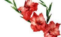 Gladiolus Flower