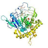Protease