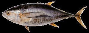Yellowfin Tuna