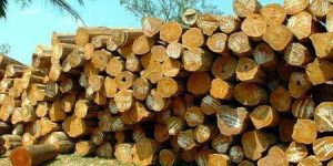 Teak Wood Logs