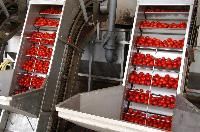 Tomato Processing Plants