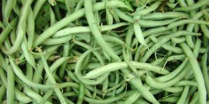 Fresh Green Beans