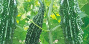 Bitter Gourd