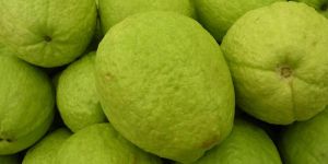 Guava Fruits