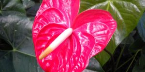 Fresh Anthurium Flowers