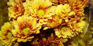 Fresh Chrysanthemum Flowers