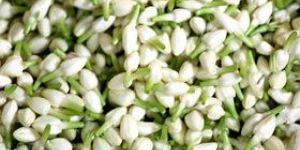 Fresh Jasmine Flowers