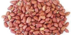 Groundnut Kernels