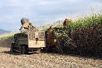 Sugarcane Harvester