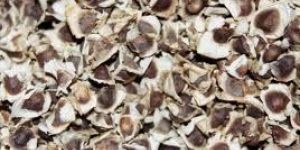 Moringa Oleifera Seeds