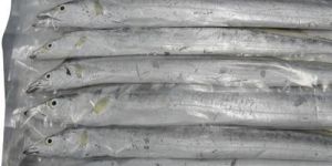 Frozen Ribbon Fish