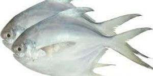 White Pomfret Fish