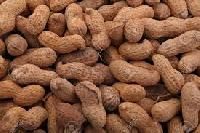 Groundnut Shell