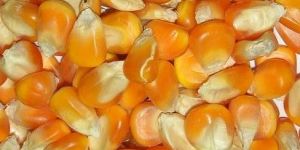 Yellow Maize