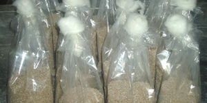 Button Mushroom Spawn