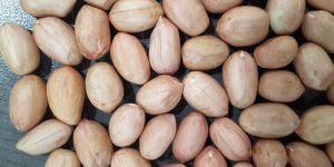 Groundnut Seed