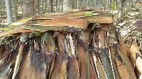 Areca Leaf