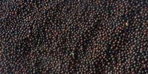 Black Mustard Seeds