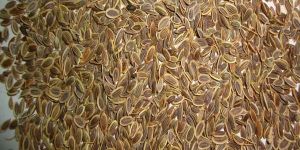 Dill Seeds