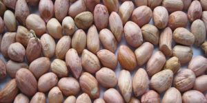 Peanut Kernels