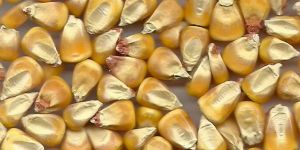 Yellow Maize