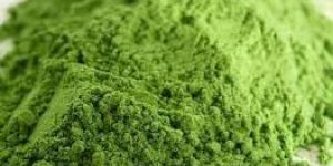 Wheat Grass Powder