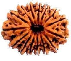 15 Mukhi Nepali Rudraksha