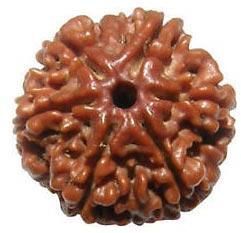 6 Mukhi Rudraksha