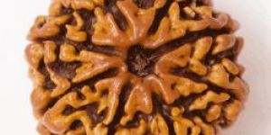 8 Mukhi Nepali Rudraksha
