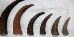 Buffalo Horn Tips