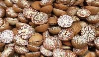 Areca Nut