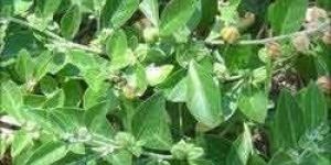 Ashwagandha Extract(withanoloids 2.5%-4%)