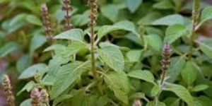 Coleus Forskohlii Extract(forskolin 10%-98%)