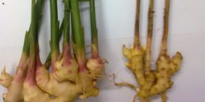 Dry Ginger Extract 5%(gingerols 5%)