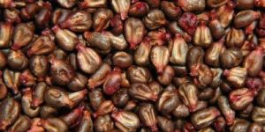 Grape Seed Extract(proanthocyanidins 95%)