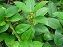Gymnema Sylvestre Extract(gymnemic Acid 25%,75%)