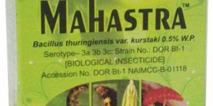 Bacillus Thuringiensis