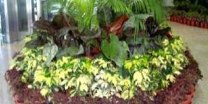 Indoor Plants Maintenance Services