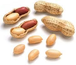 Groundnut