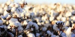 Raw Cotton