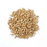 Grain Seed